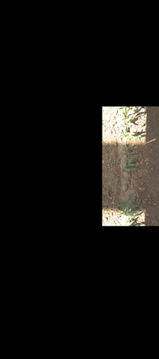Thumbnail of rgb_geotiff - MAC Field Scanner Season 4 Range 20 Column 7