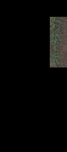 Thumbnail of rgb_geotiff - MAC Field Scanner Season 4 Range 30 Column 2