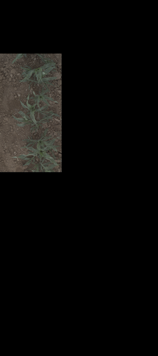 Thumbnail of rgb_geotiff - MAC Field Scanner Season 4 Range 20 Column 15