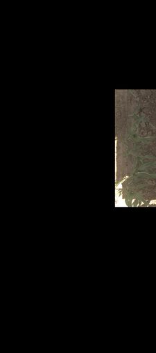 Thumbnail of rgb_geotiff - MAC Field Scanner Season 4 Range 20 Column 2
