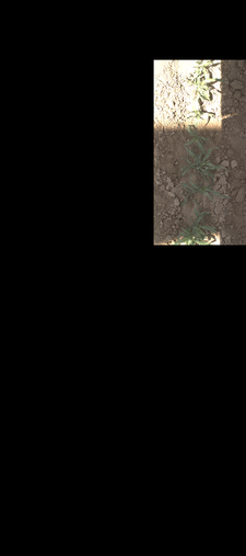 Thumbnail of rgb_geotiff - MAC Field Scanner Season 4 Range 30 Column 8